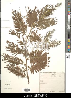 Acacia Dealbata. Stockfoto