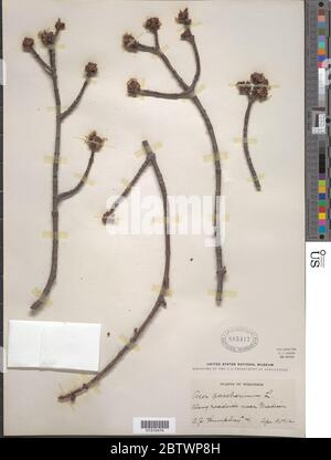 Ahorn saccharinum L. Stockfoto