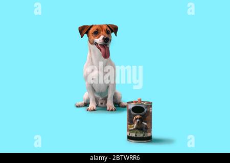 Gehorsamer Hund, Jack Russell wartet auf den Befehl zu essen. Sitzt auf der Suche nach Konserven Lebensmittel Favorit. Isoliert auf blauem Hintergrund. Stockfoto