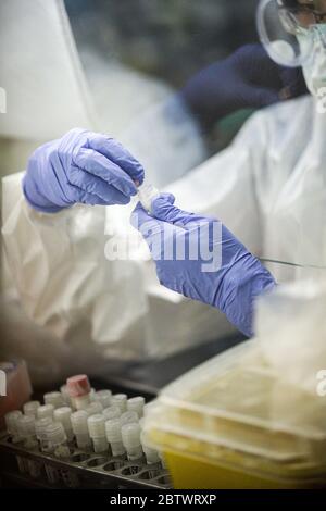 Bandung, West Java, Indonesien. Mai 2020. Ein Mediziner, der einen Schutzanzug trägt, untersuchte die Probenergebnisse der Untersuchung mit Polymerase Chain Reaction (PCR) Methode im Biosafety Level II Laboratory (BSL-2) in Bandung, West Java, Indonesien. Derzeit plant die indonesische Regierung, 72 Labore in Indonesien neu zu betonen. Dies wurde auch als Versuch, das Ziel von 10,000 Test PCR pro Tag in Indonesien zu erreichen getan. Quelle: Agvi Firdaus/ZUMA Wire/Alamy Live News Stockfoto