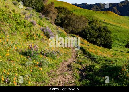 Kalifornische Mohn- und andere Wildblumen blühen entlang des Cuesta Trail im Las Trampas Regional Park im East Bay Regional Park District. Stockfoto