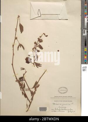 Mimosa pudica L. Stockfoto