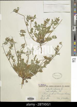 Anthyllis vulneraria var rubriflora Ser. Stockfoto