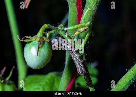 Ein Wurm, der Blätter in einem Tomatenbaum frisst Stockfoto