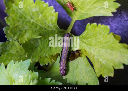 Ein Wurm, der Blätter in einem Tomatenbaum frisst Stockfoto