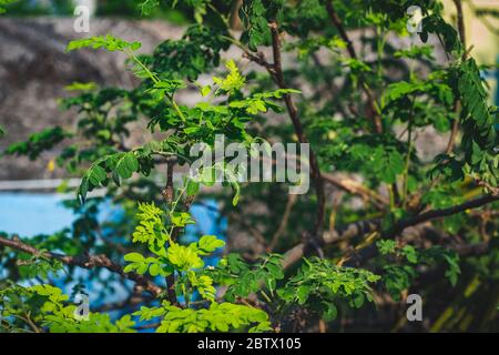 Schlagstock Leafs. Moringa Blätter / Trommelspinat. Moringa oleifera Trommelstock Baum Blatt. Moringa Oleifera bekannt als der Trommelstock Baum ist ein Amazi Stockfoto