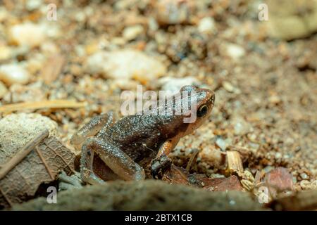 Kunstvolle Chorfrosch (Microhyla fissipes) auf Sandboden ruhend. Stockfoto