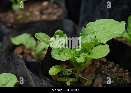 Salat Sämlinge in schwarzen Säcken gewachsen Stockfoto