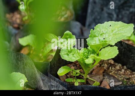 Salat Sämlinge in schwarzen Säcken gewachsen Stockfoto