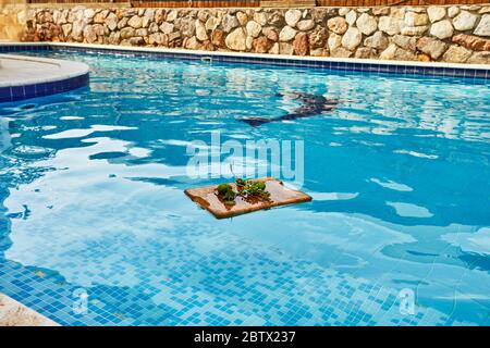 Frische grüne unreife Trauben, Mandarinen und Mangos auf einem Holzhintergrund in blauem Wasser und Kopierraum. Stockfoto