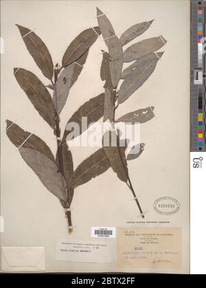 Salix humilis Marshall. Stockfoto
