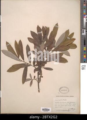 Salix humilis Marshall. Stockfoto