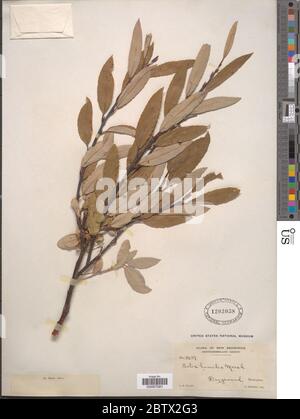 Salix humilis Marshall. Stockfoto