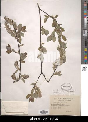 Salix humilis Marshall. Stockfoto