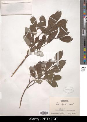 Salix humilis Marshall. Stockfoto