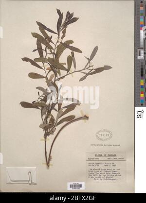 Salix humilis Marshall. Stockfoto