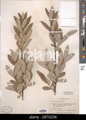 Salix humilis Marshall. Stockfoto