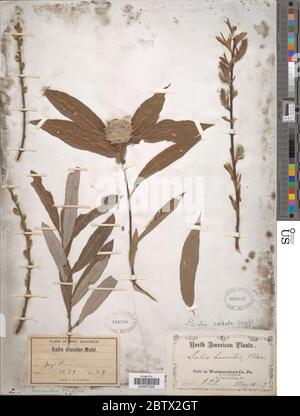 Salix humilis Marshall. Stockfoto