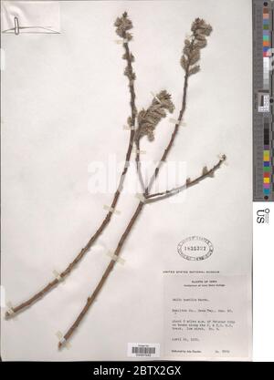 Salix humilis Marshall. Stockfoto