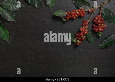 Schließen Sie frische Bio-rote Kaffeebohnen mit Kaffeeblättern auf schwarzem Hintergrund mit Kopierfläche Stockfoto
