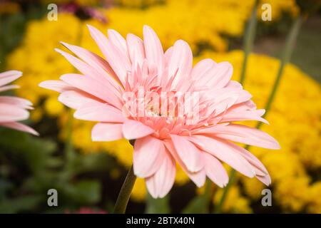 Rote Gerbera Gänseblümchen oder Gerbera Blume im Garten mit natürlichem Licht auf der Seite Stockfoto
