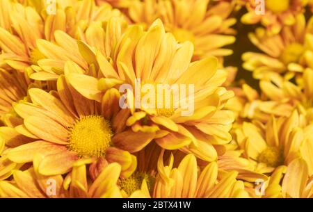 Orange Gerbera Gänseblümchen oder Gerbera Blume im Garten mit natürlichem Licht auf linkem Rahmen Stockfoto