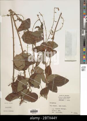 Desmodium sp. 11. Januar 20181 Stockfoto