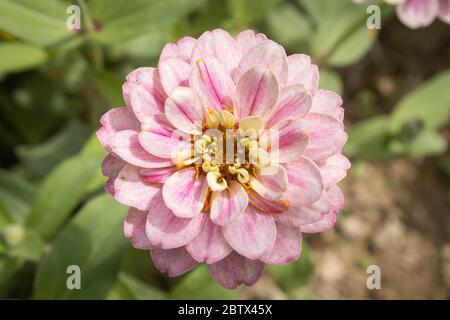 Rosa Zinnia Blume im Garten Hintergrund mit natürlichem Licht auf Center Frame Stockfoto
