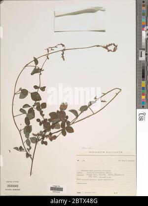 Desmodium sp. 11. Januar 20181 Stockfoto