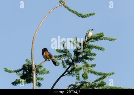 Ein Gepunktetes Towhee singt, während er in der Nähe eines Lazuli-Bunting auf einem Baum in einem Park in Redmond, Washington, thront. Stockfoto