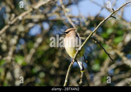 Ein Cedar Waxwing sitzt auf einem Zweig in einem Park in Redmond, Washington. Stockfoto