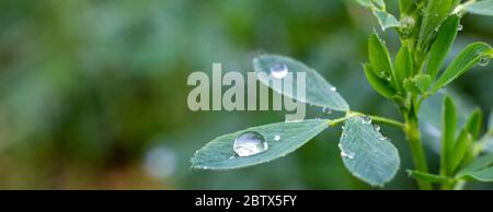Tau tropft auf Luzerne, grünen Hintergrund der Natur und wachsende Gras im Garten. Stockfoto