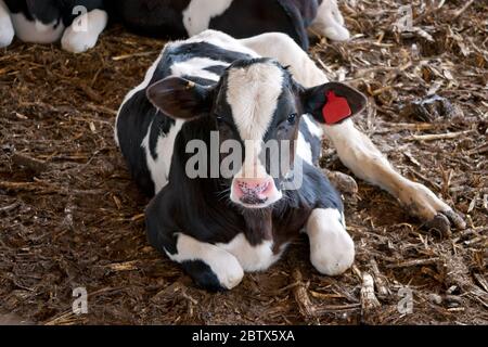 Ein kleines, weißes Kalb. Stockfoto