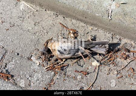 Abgestorbener Song-Drossel, der in ein Fenster fliegt, ist bereits in einem Zustand der Zersetzung Stockfoto