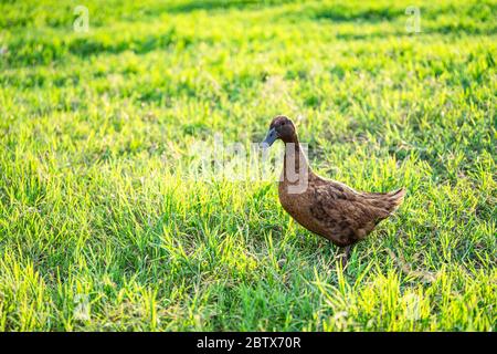 Khaki Campbell Enten, die zu Fuß auf grünem Gras genießen.... Stockfoto