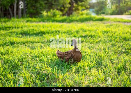 Khaki Campbell Enten, die zu Fuß auf grünem Gras genießen.... Stockfoto