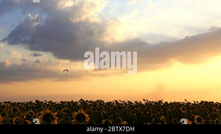 Paragleiter fliegt gegen den Himmel über Sonnenblumenfeld bei Sonnenuntergang Stockfoto