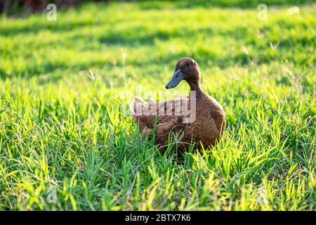 Khaki Campbell Enten, die zu Fuß auf grünem Gras genießen.... Stockfoto