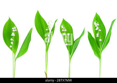 Weiße Lilie des Tals Blumen & grüne Blätter auf weißem Hintergrund isoliert Nahaufnahme, schöne Mai Lilie Blumenzweig Sammlung, convallaria gesetzt Stockfoto