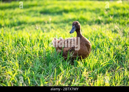 Khaki Campbell Enten, die zu Fuß auf grünem Gras genießen.... Stockfoto