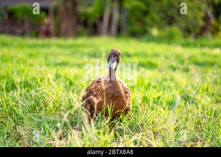 Khaki Campbell Enten, die zu Fuß auf grünem Gras genießen.... Stockfoto