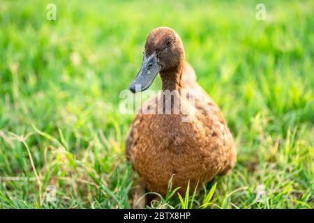 Khaki Campbell Enten, die zu Fuß auf grünem Gras genießen.... Stockfoto