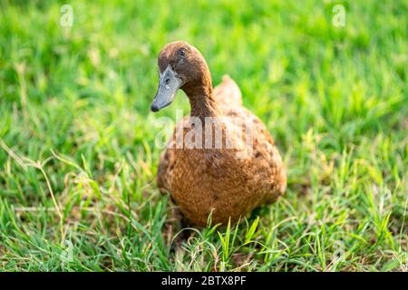 Khaki Campbell Enten, die zu Fuß auf grünem Gras genießen.... Stockfoto