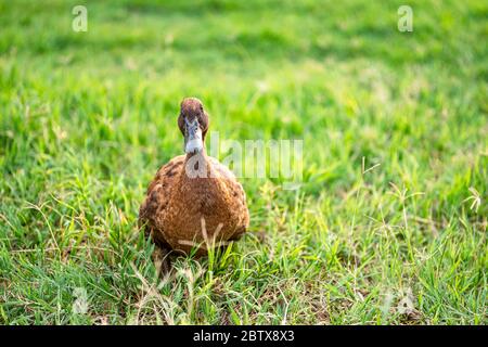 Khaki Campbell Enten, die zu Fuß auf grünem Gras genießen.... Stockfoto