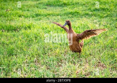 Khaki Campbell Enten, die zu Fuß auf grünem Gras genießen.... Stockfoto