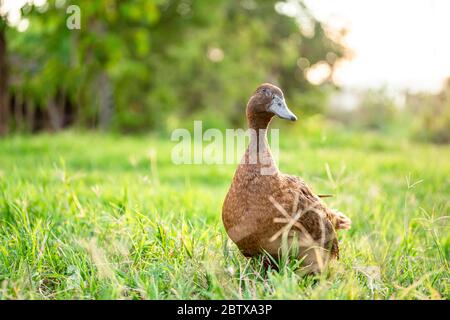 Khaki Campbell Enten, die zu Fuß auf grünem Gras genießen.... Stockfoto