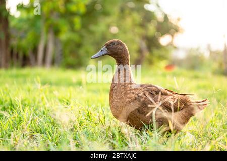 Khaki Campbell Enten, die zu Fuß auf grünem Gras genießen.... Stockfoto