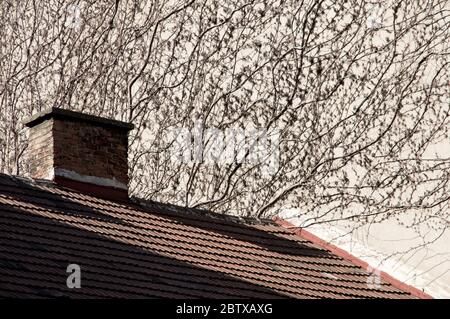 Brachiatbaum an der Wand Stockfoto