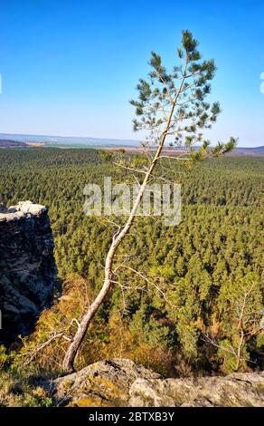 Luftaufnahme eines einzelnen Baumes mit grünem Wald im Hintergrund. Stockfoto