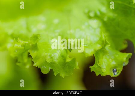 Nahaufnahme der Blätter von feuchtem Salatgemüse Stockfoto